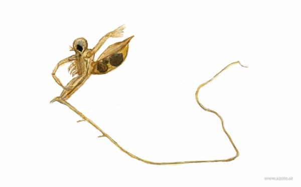 <i>Cercopagis pengoi</i> - 