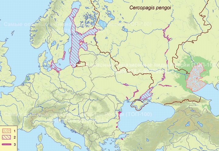 Cercopagis pengoi