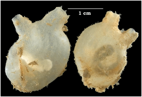 <i>Molgula manhattensis</i>