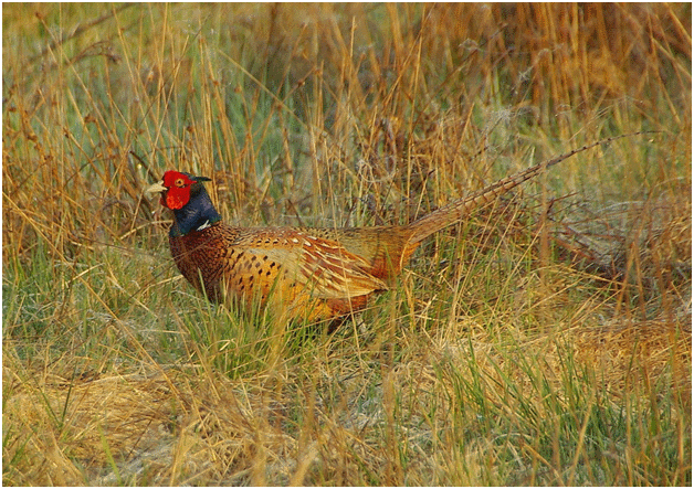  - <i>Phasianus colchicus</i> L.