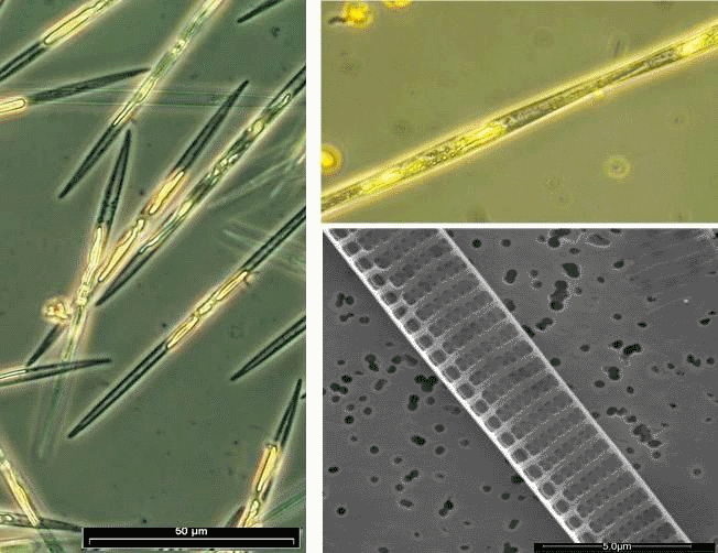  - <i>Pseudo-nitzschia calliantha </i>Lundholm, Moestrup & Hasle