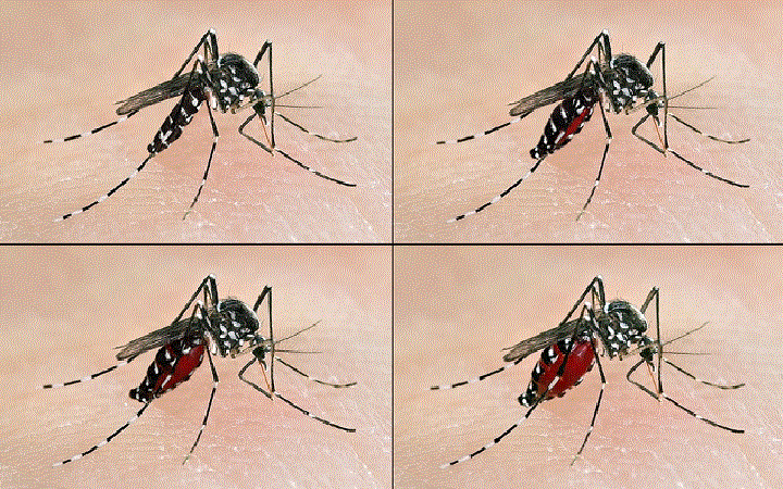    - <i>Aedes albopictus</i> Skuse, 1894.