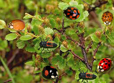     - - <i>Harmonia axyridis</i> Pallas, 1773.