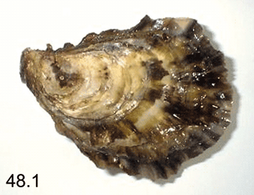 Magallana gigas