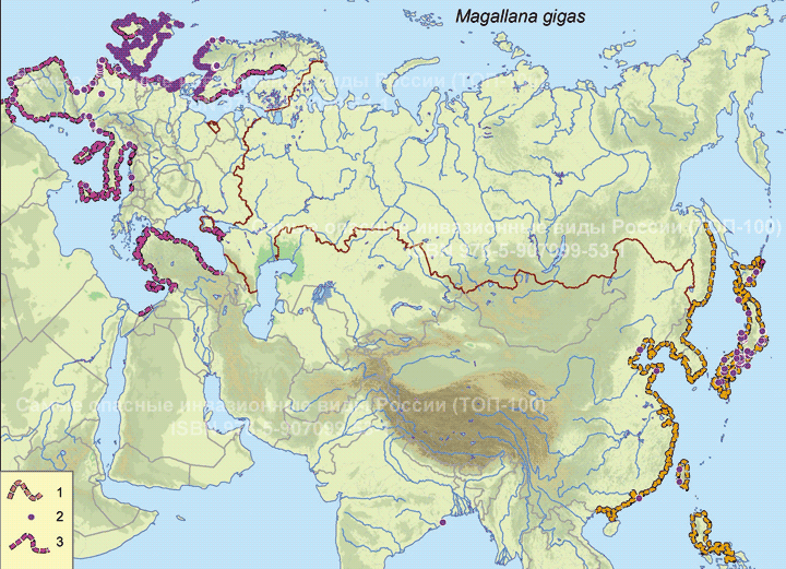 Magallana gigas
