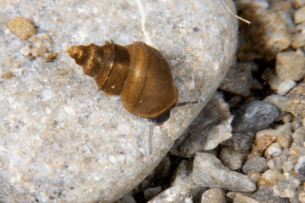 <i>Potamopyrgus antipodarum</i> J.E. Gray, 1843 -  