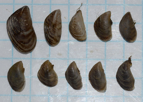 Dreissena bugensis Andrusov, 1897 -   