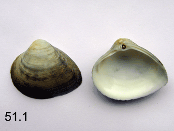 Rangia cuneata
