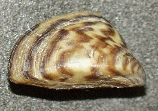 <i>Dreissena polymorpha</i> (Pallas,1771) -  