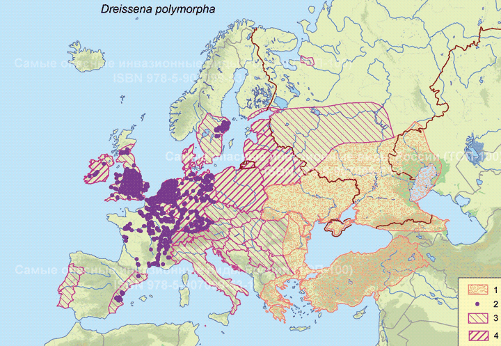 <i>Dreissena polymorpha</i> (Pallas,1771) -  