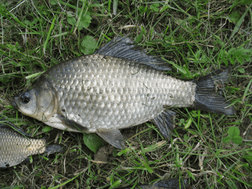   - <i>Carassius auratus</i> (Linnaeus, 1758) sensu lato