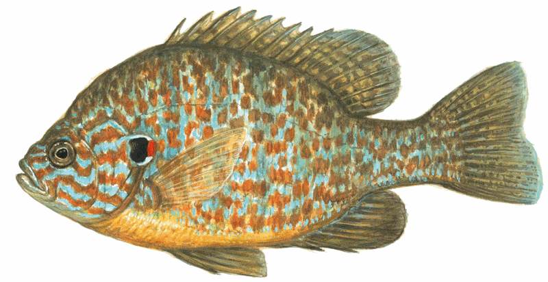   -<i>Lepomis gibbosus</i>