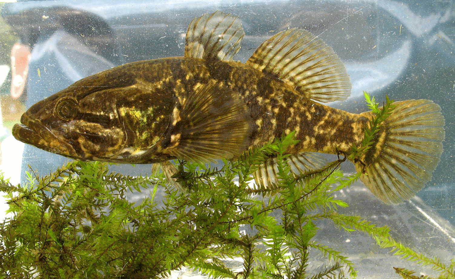  - <i>Perccottus glenii </i>Dybowski, 1877