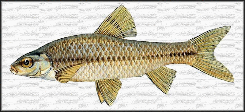   - <i>Pseudorasbora parva</i>, Temminck et Schlegel, 1846
