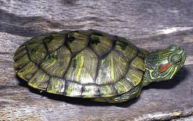   - <i>Trachemys scripta</i>, Schoepff 1792
