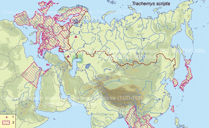  - <i>Trachemys scripta</i>, Schoepff 1792 