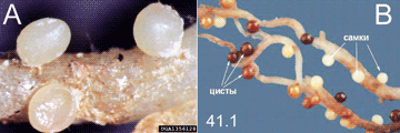 Globodera rostochiensis