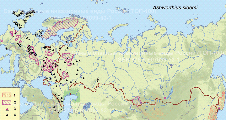 Ashworthius sidemi