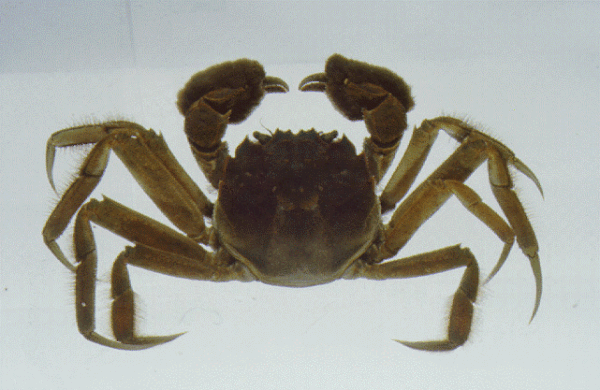 <i>Eriocheir sinensis</i> (Milne-Edwards, 1853) -   