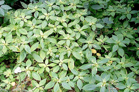   - Impatiens parviflora DC.