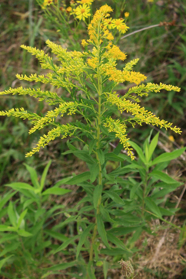   - Solidago canadensis L.