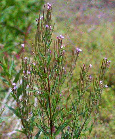   - <i>Epilobium adenocaulon</i> Hausskn.