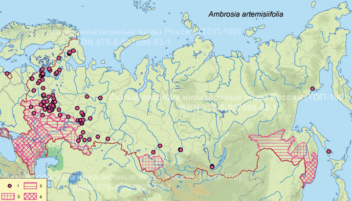   - <i>Ambrosia artemisiifolia</i> L. 