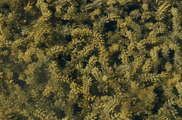 <i>Elodea canadensis</i> Michx. (1803) -  