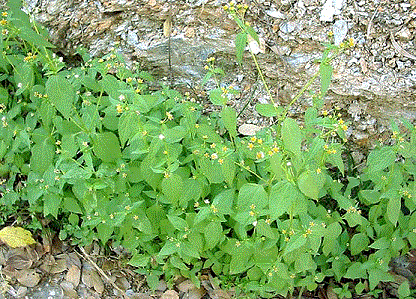   - <i>Galinsoga parviflora</i> Cav.