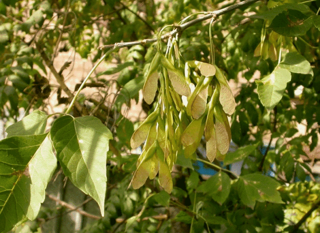 <i>Acer negundo</i>(L.) -  