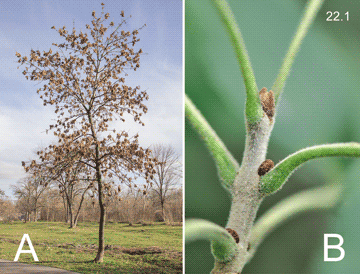 Fraxinus pennsylvanica Marsh., 1785  