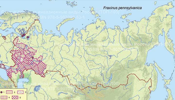 Fraxinus pennsylvanica Marsh., 1785  