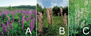 Lupinus polyphyllus Lindl., 1827  