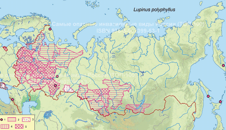 Lupinus polyphyllus Lindl., 1827  