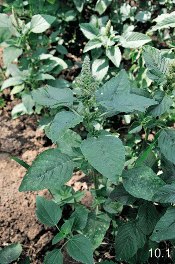   - <i>Epilobium adenocaulon</i> Hausskn.