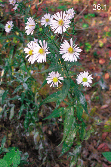 Symphyotrichum ? salignum (Willd.) G.L. Nesom, 1995  