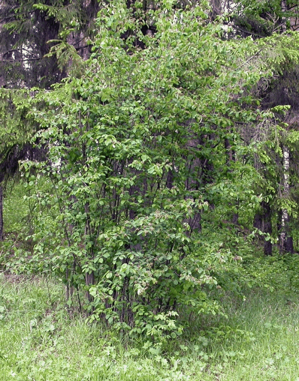 Amelanchier spicata (Lam.) K.Koch -  