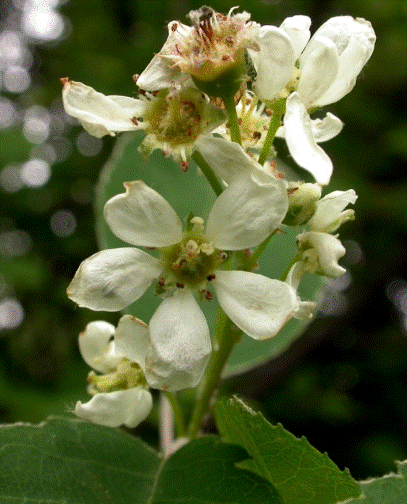 Amelanchier spicata (Lam.) K.Koch -  