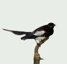 Pica nuttalli (Audubon)