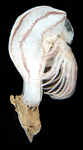 Conchoderma virgatum