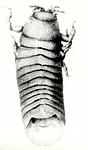 L. lignorum