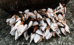 L. anatifera плавник