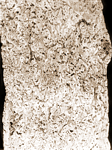 L. lign, L. boreal 