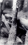 L. lign, L. boreal 