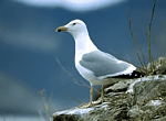 Information Retrieval System for Fauna and Flora