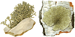 Information Retrieval System for Fauna and Flora