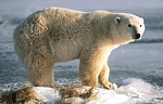 Information Retrieval System for Fauna and Flora