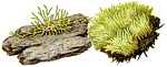 Information Retrieval System for Fauna and Flora