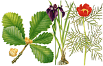 Information Retrieval System for Fauna and Flora