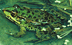 Information Retrieval System for Fauna and Flora